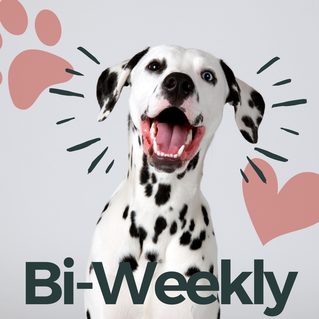 Enchanted Paws Pet Waste Removal - Photo 4