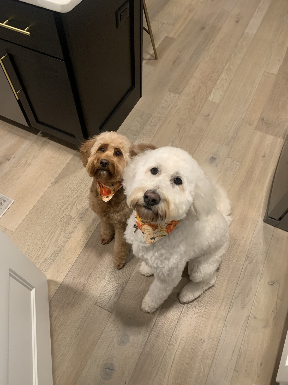 DoodyCalls of Madison - Photo 3