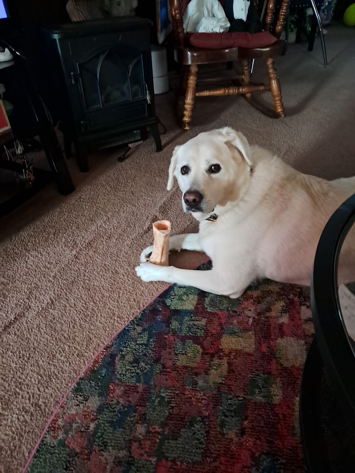 Delco Poop Scoopers - Photo 2