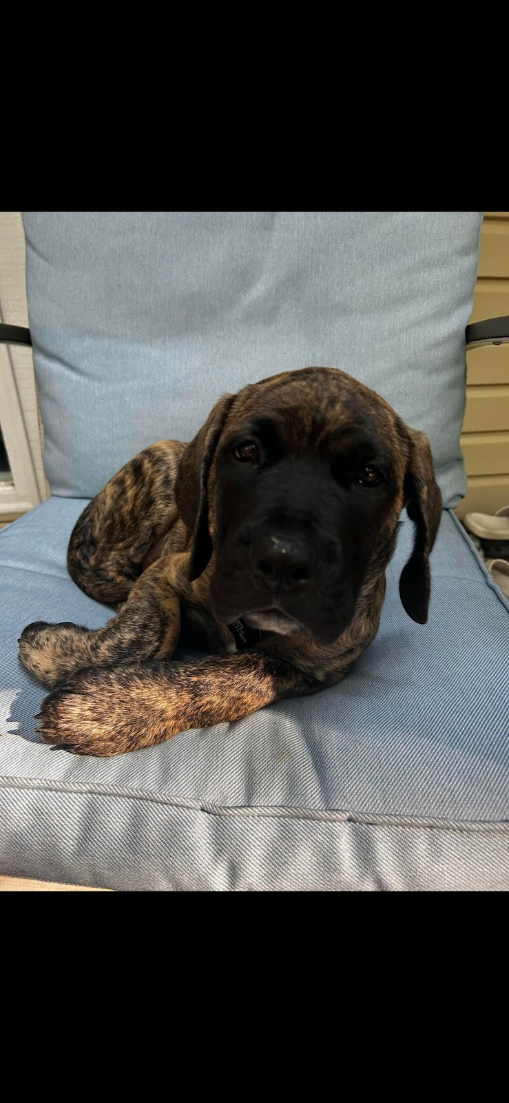 Delco Poop Scoopers - Photo 3