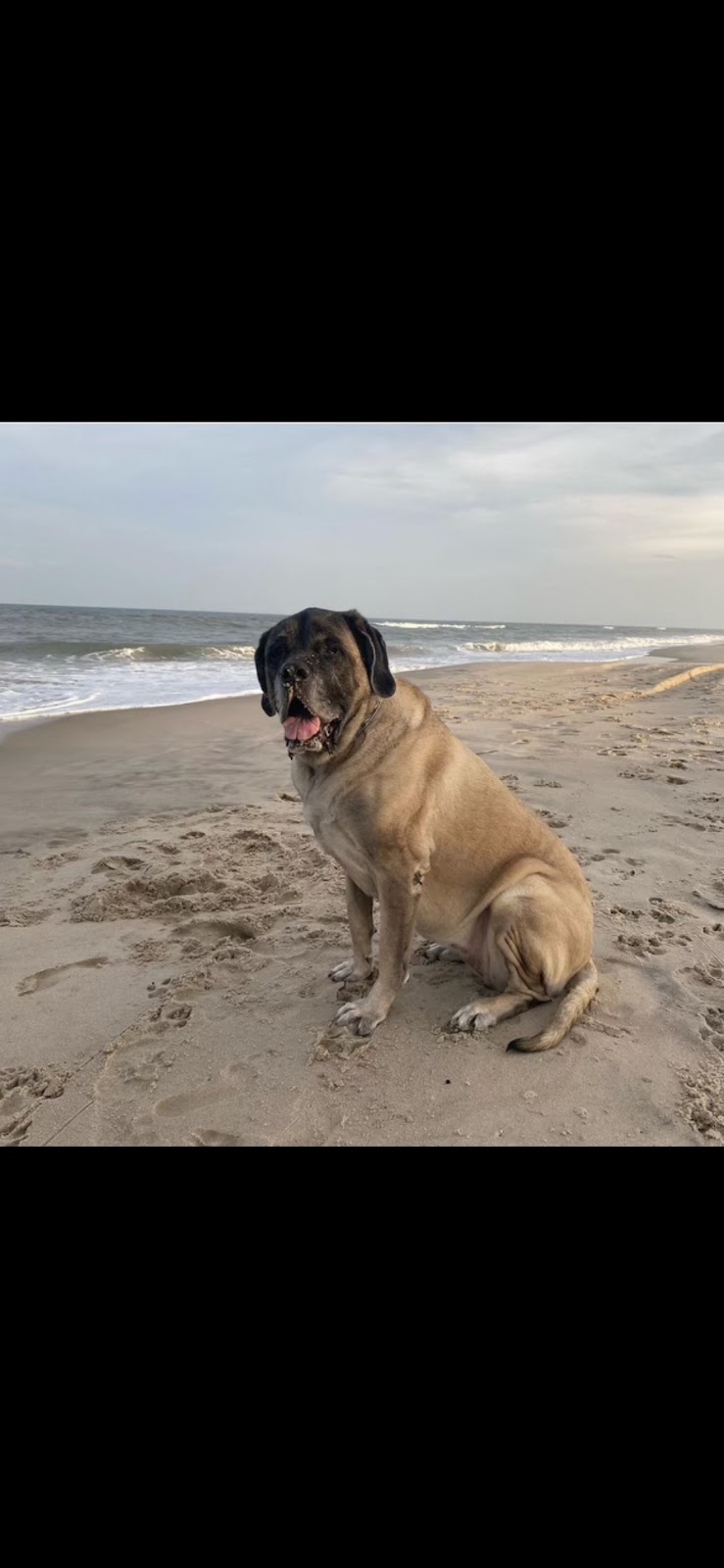 Delco Poop Scoopers - Photo 4