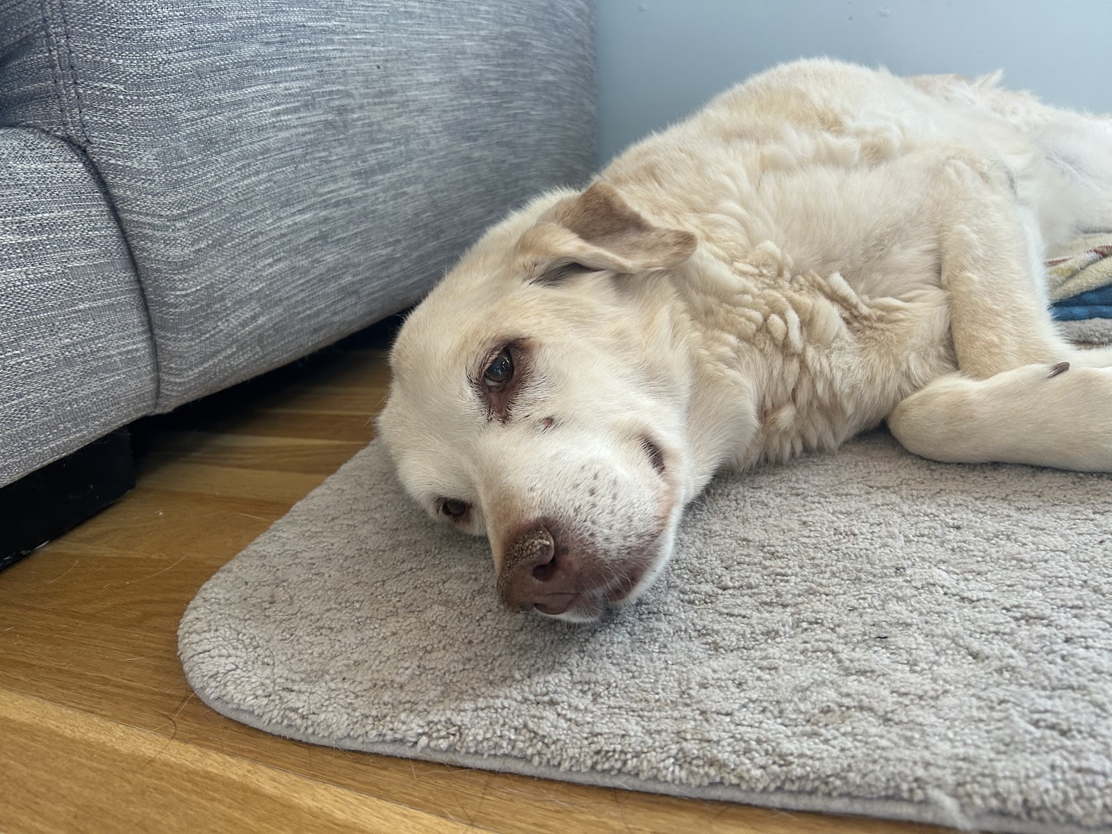 DOGGY DOODOO REMOVAL - Photo 3