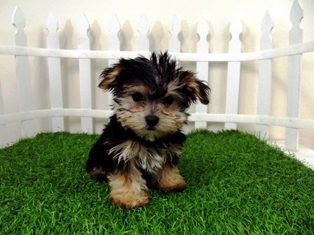 Good Dog - Dog Waste Removal