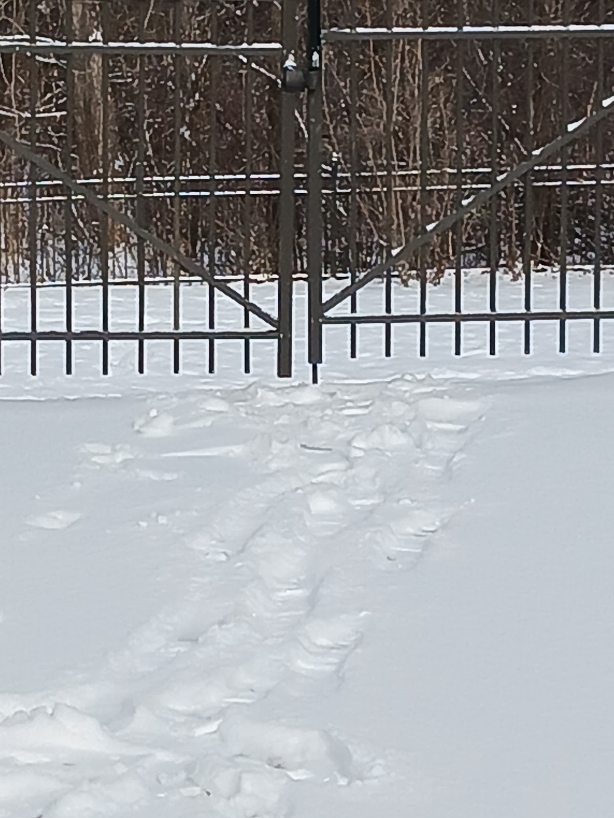 Good Dog - Dog Waste Removal - Photo 2