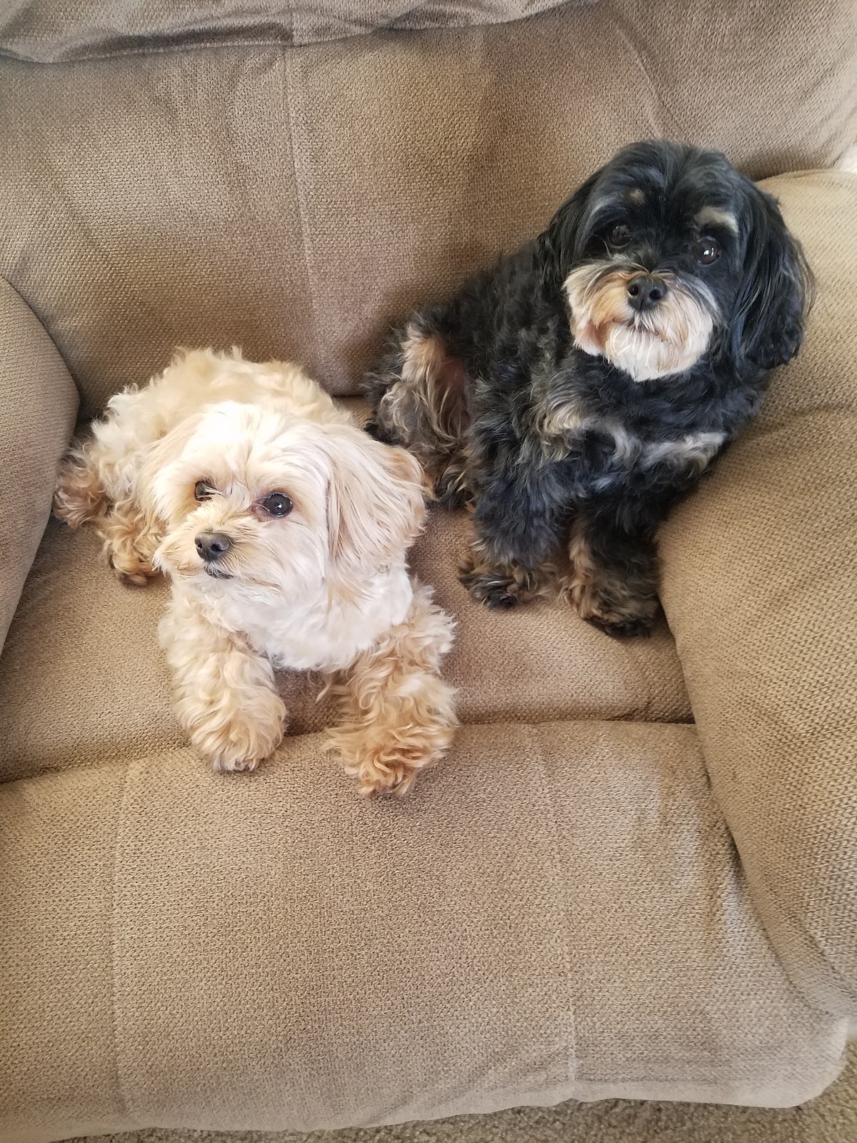 Good Dog - Dog Waste Removal - Photo 3