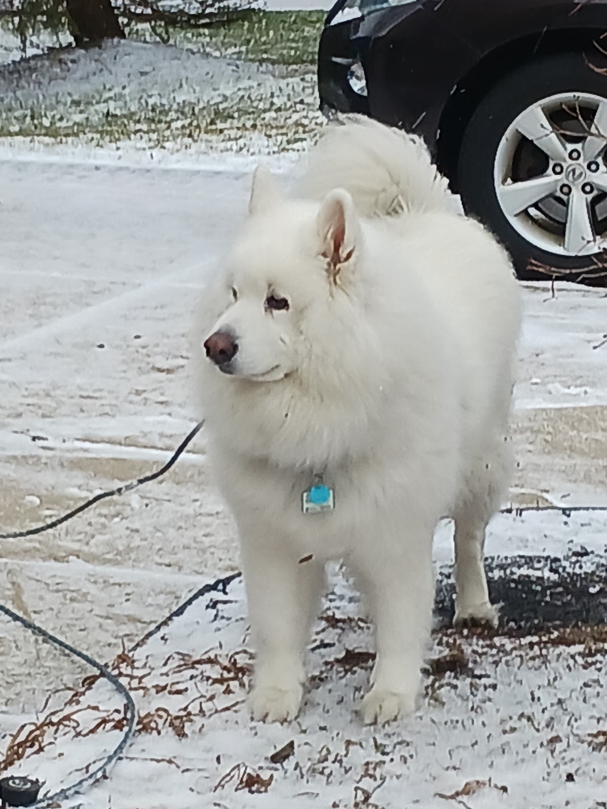 Good Dog - Dog Waste Removal - Photo 4