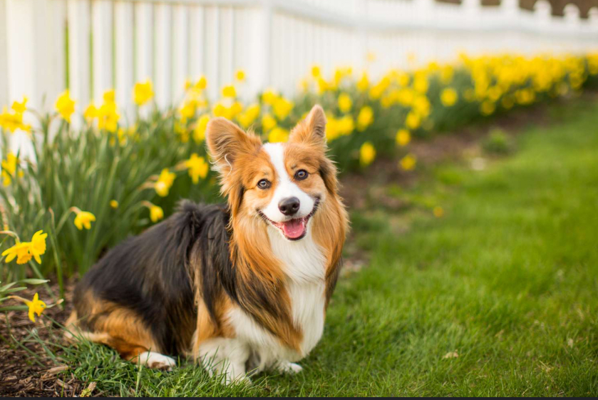 Doggie Dookie Dodgers - Photo 3