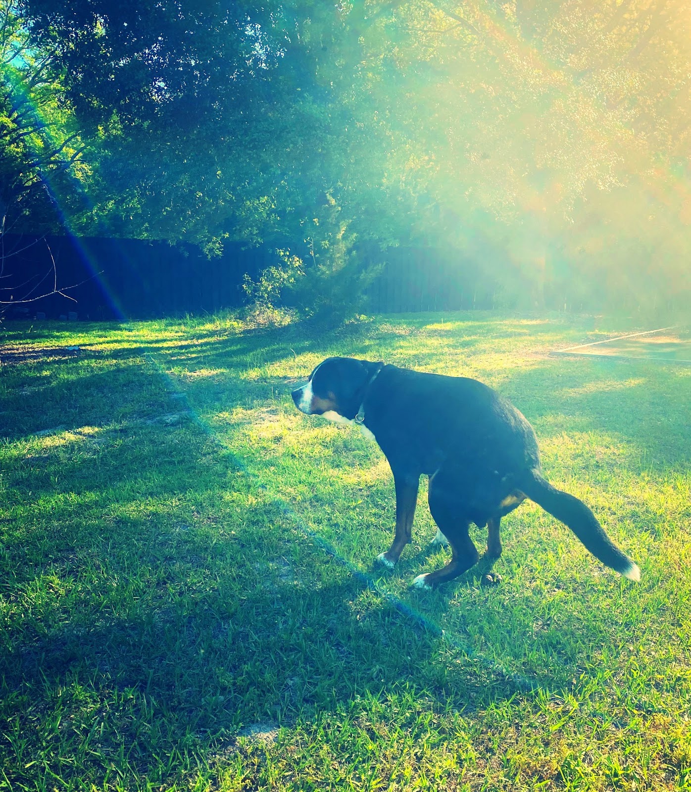 POOch POOlice - Photo 2