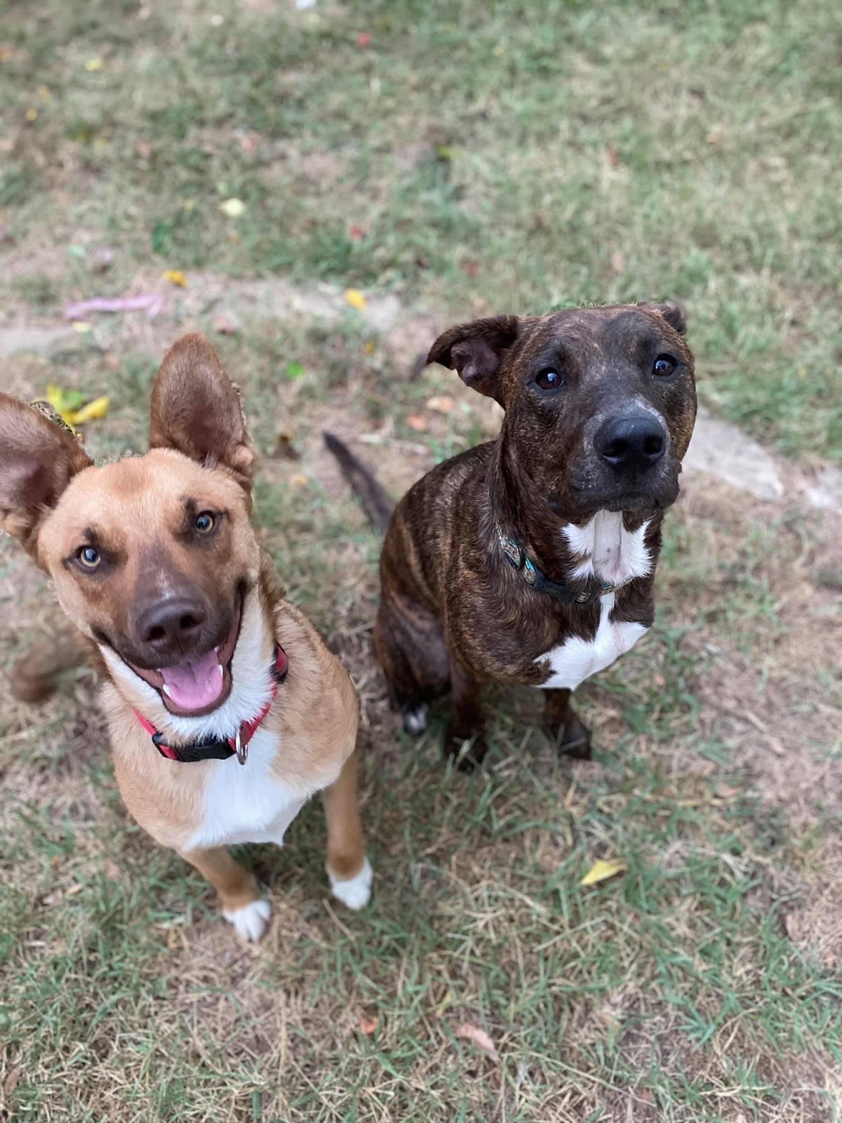 Yard Guard Pet Waste Removal, LLC