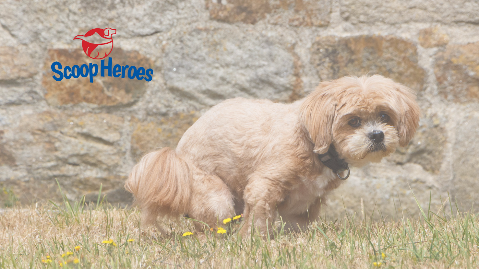 Scoop Heroes - Photo 2