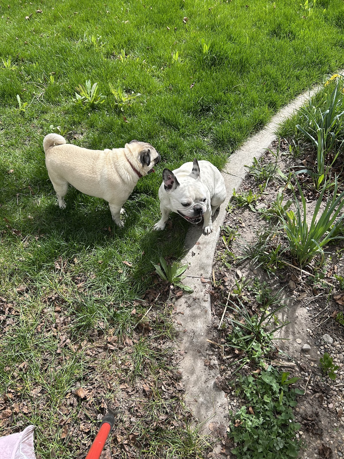 Doggy Dumps Cleanups