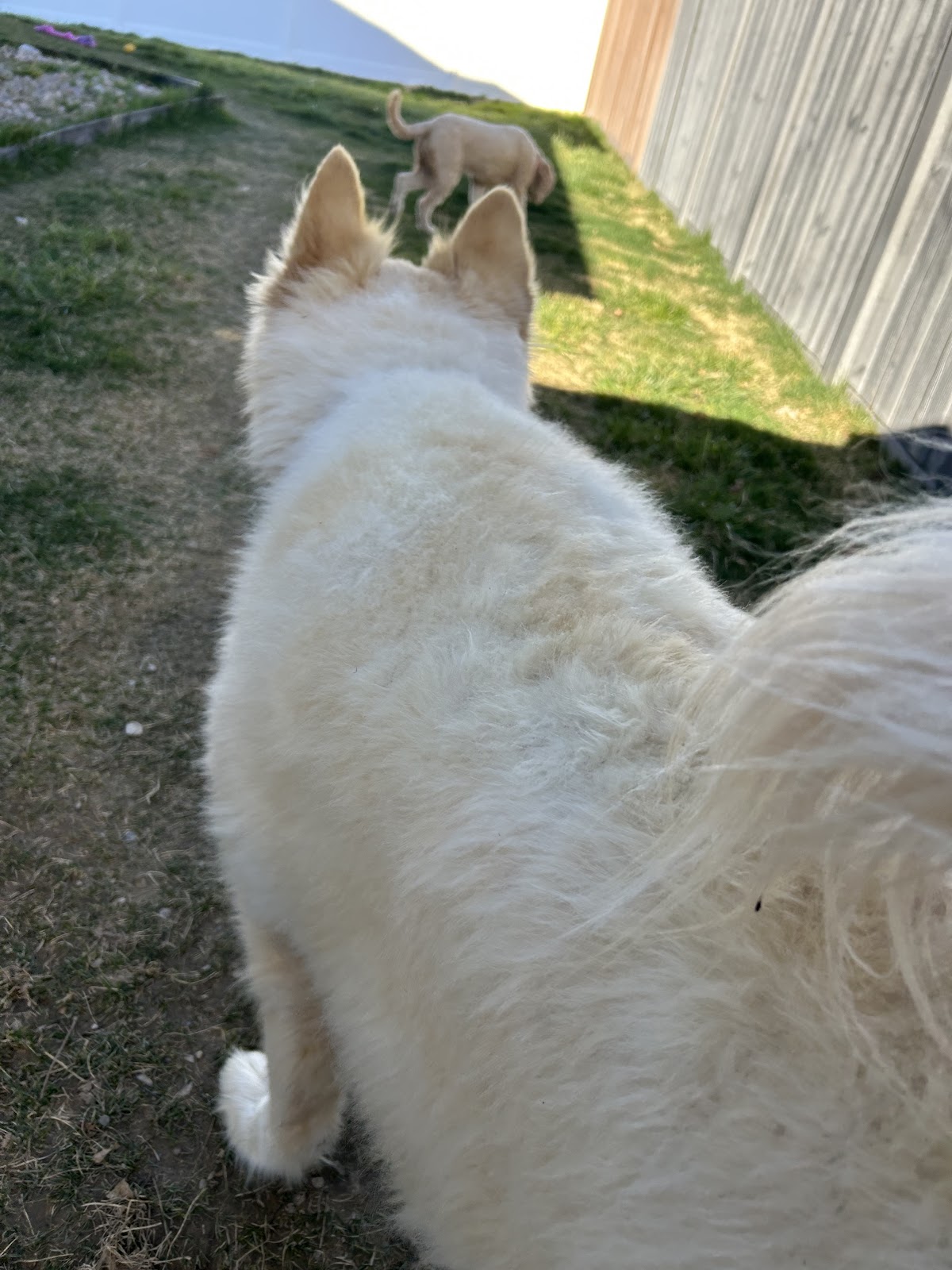 Doggy Dumps Cleanups - Photo 4