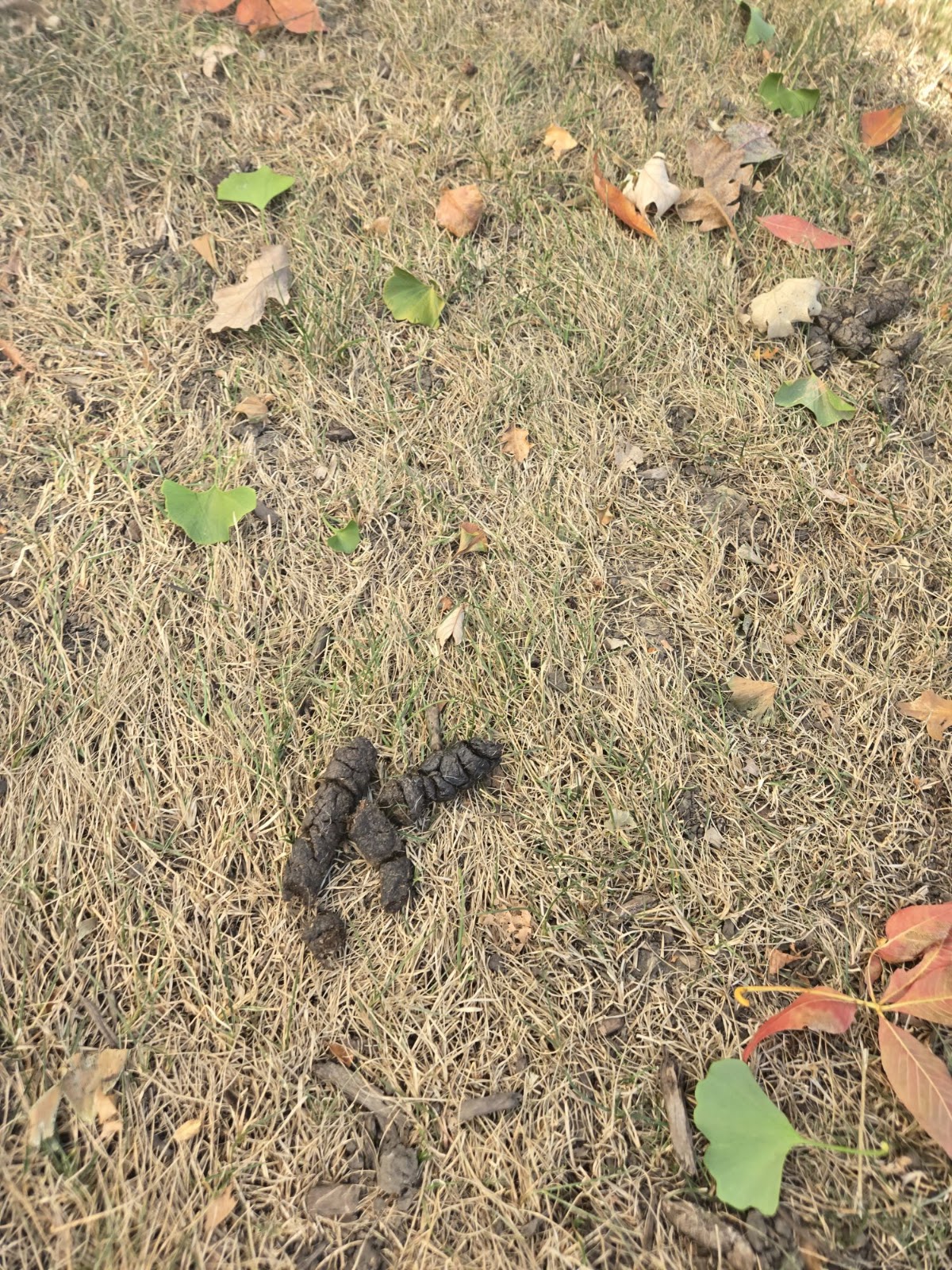 Poos the Boss Algonquin Dog Waste Removal Service - Photo 3