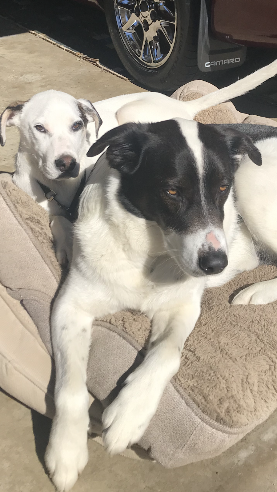 Poos the Boss Algonquin Dog Waste Removal Service - Photo 4