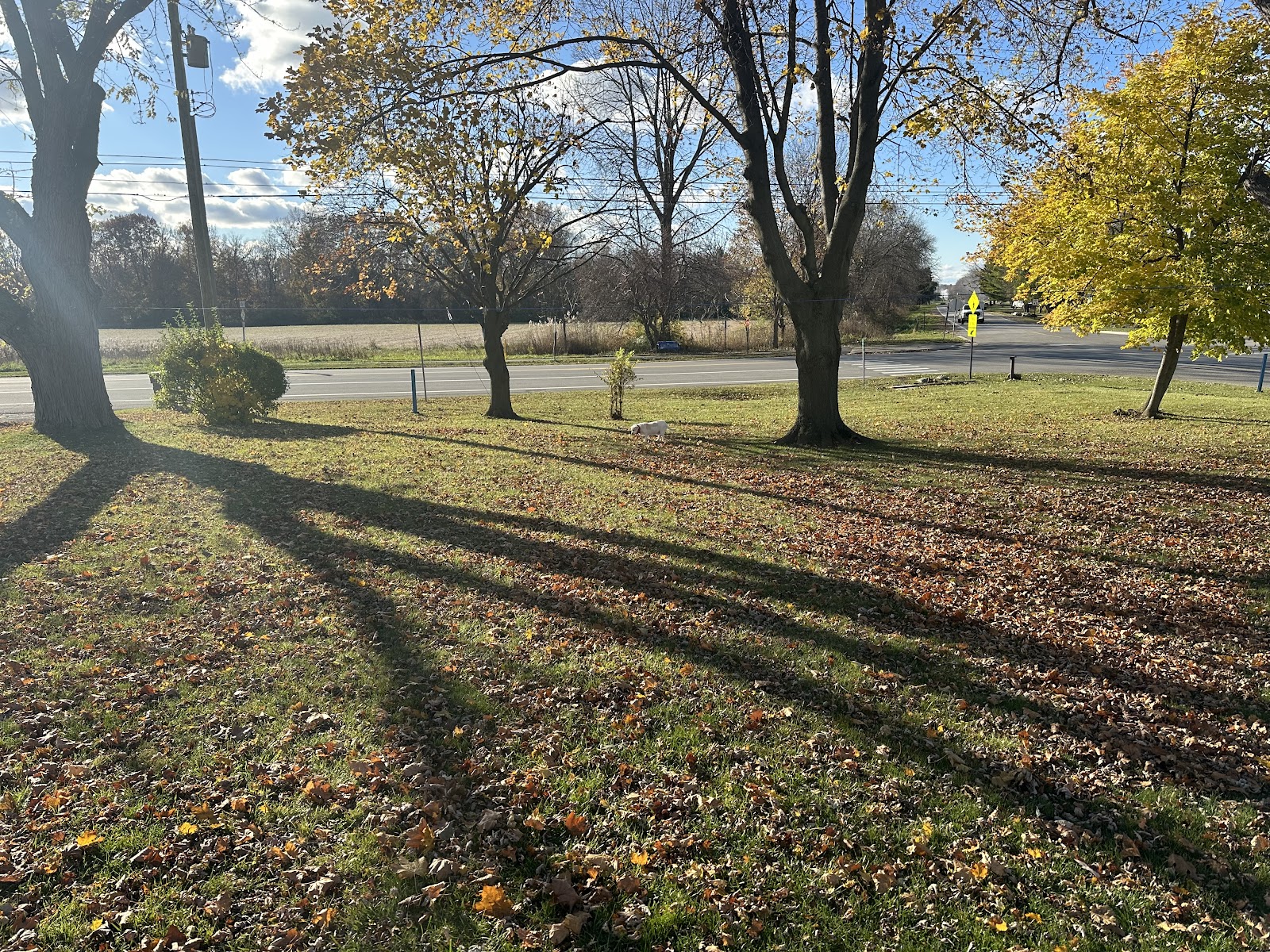 Poopy Poochy - Pet Waste Removal - Photo 2