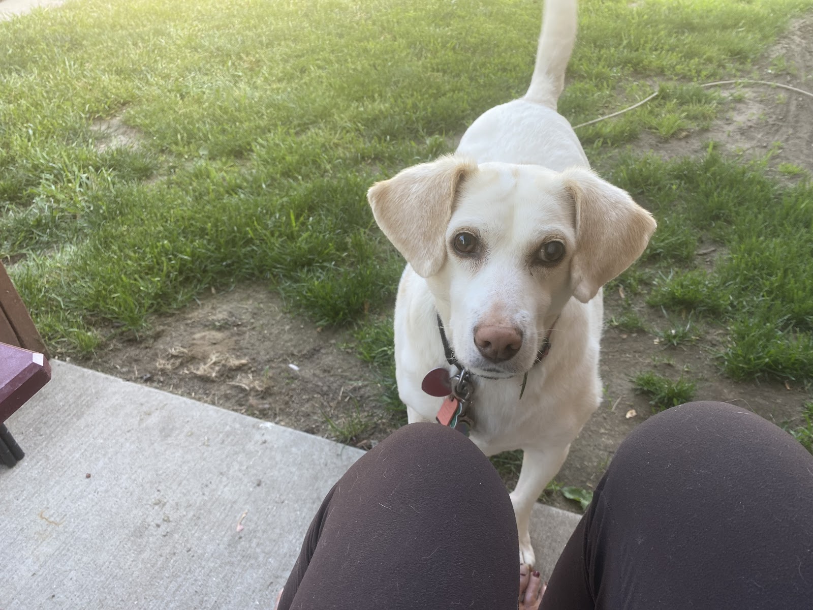 Poopy Poochy - Pet Waste Removal - Photo 4