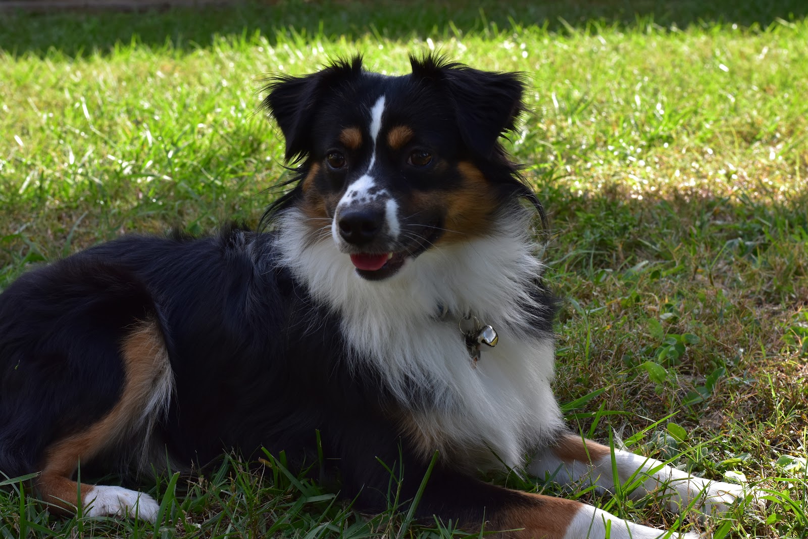 Yard Guards On Doody - Photo 3