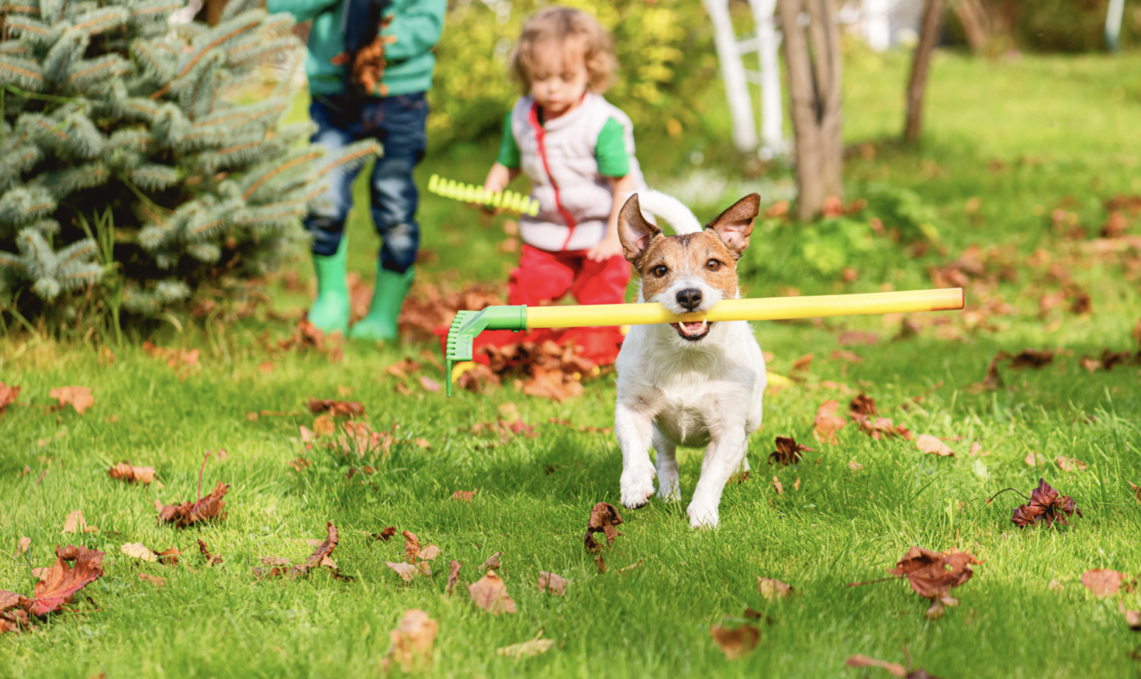 Dog Logs RI - Pet Waste Removal