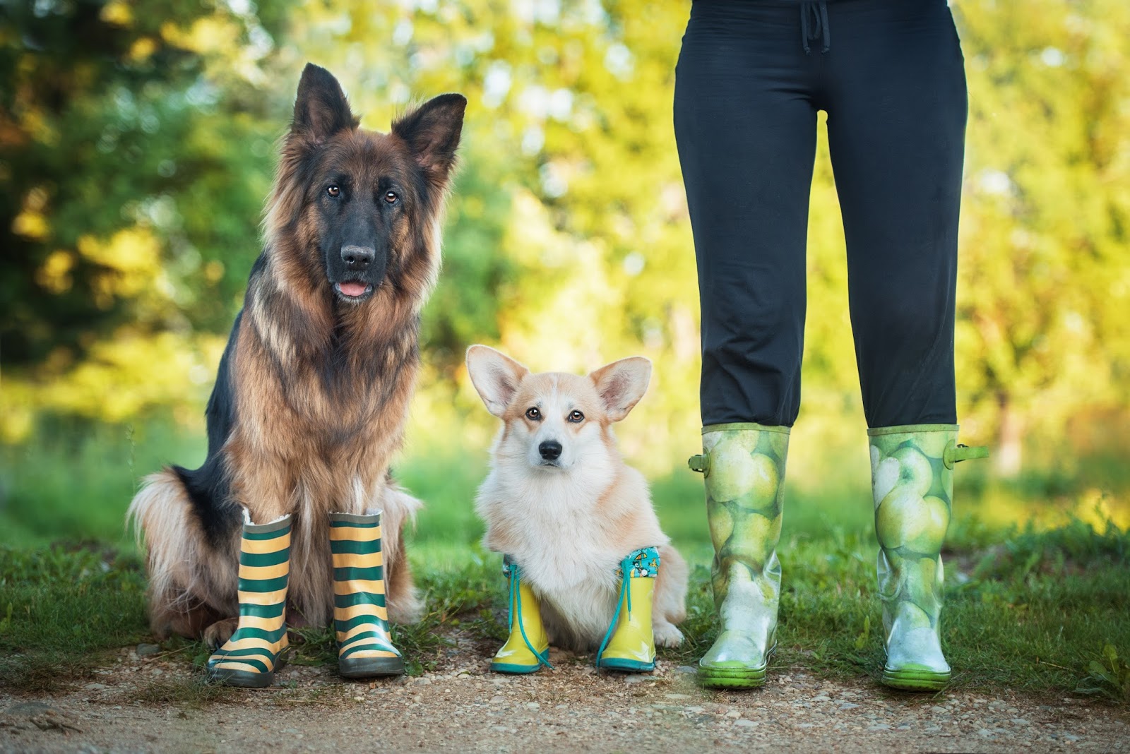 Dog Logs RI - Pet Waste Removal - Photo 2