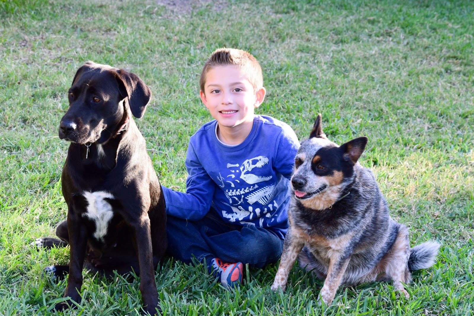 Dog Logs RI - Pet Waste Removal - Photo 3