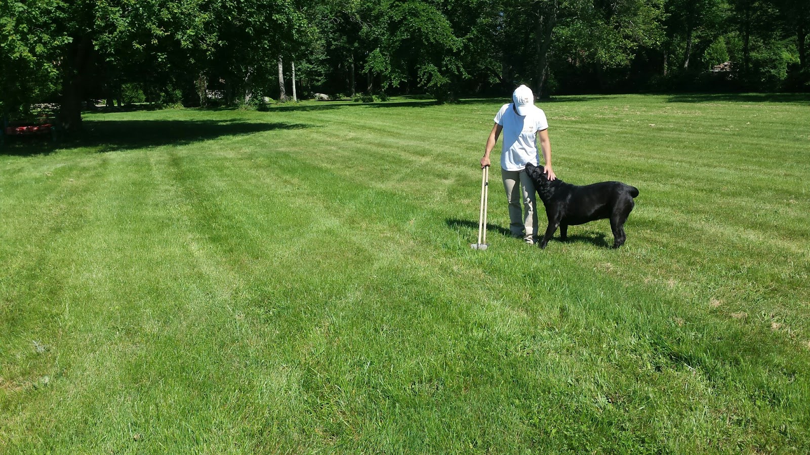 Dog Logs RI - Pet Waste Removal - Photo 4