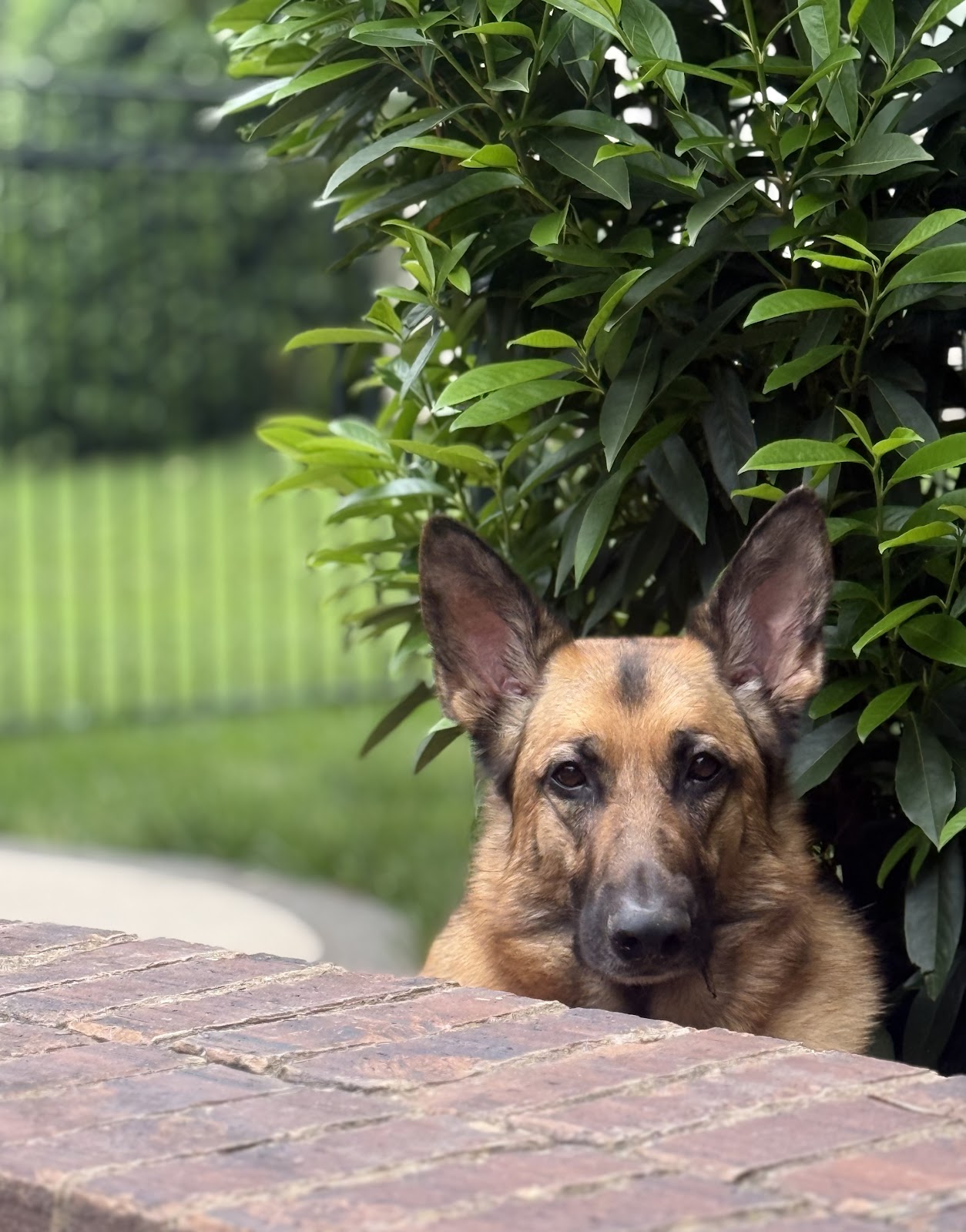 POOP 911 Murfreesboro, TN - Photo 2