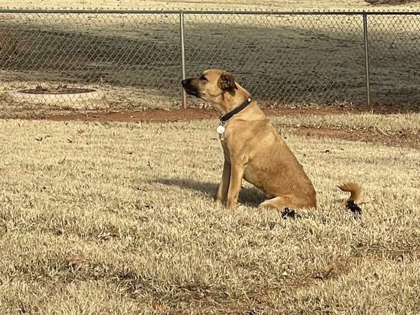 Poo Posse LLC - Photo 2