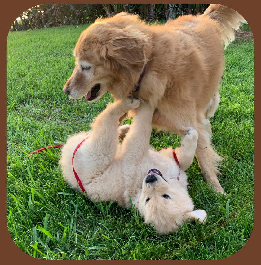 Poo Posse LLC - Photo 3