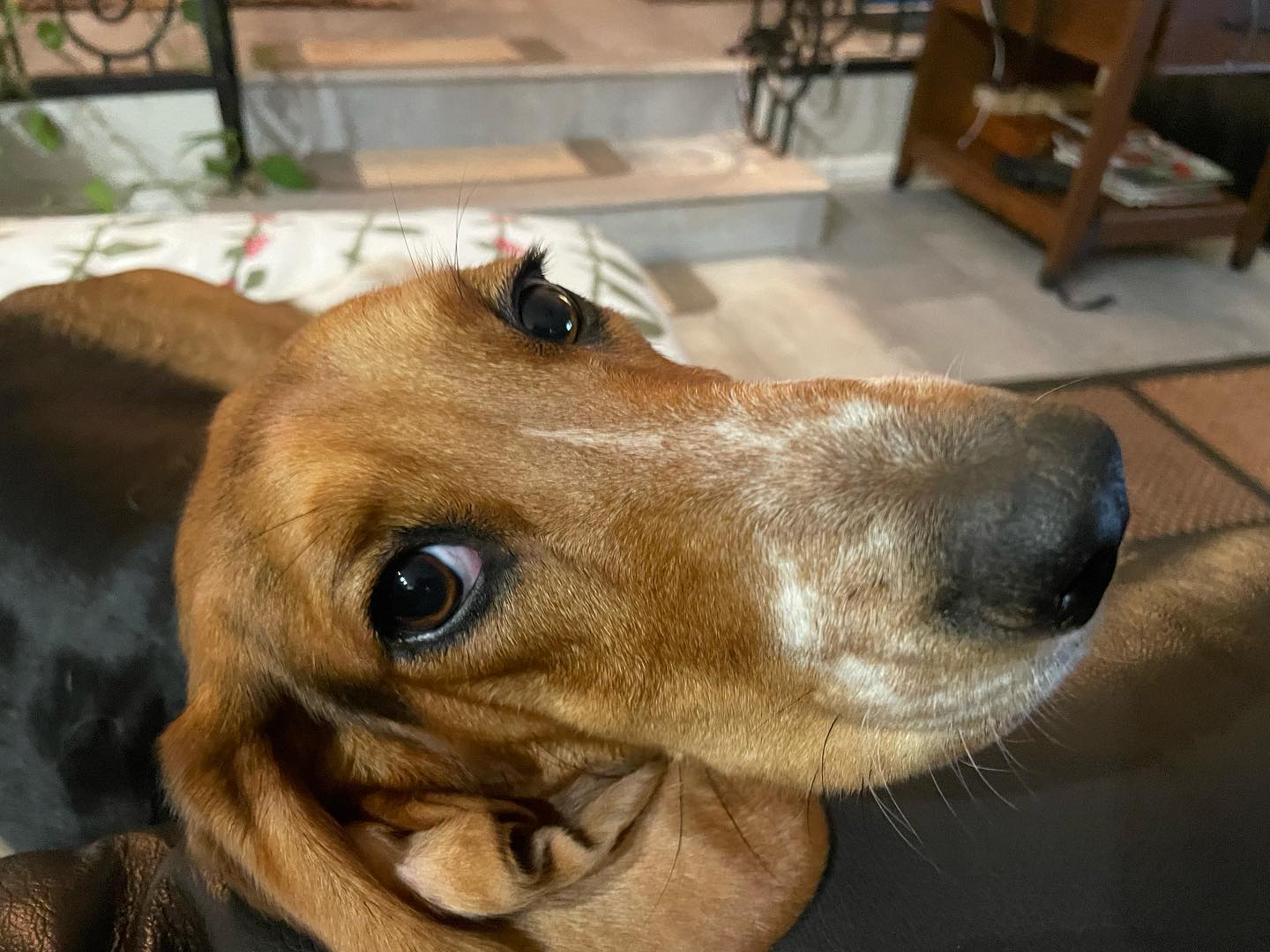 Poo Posse LLC - Photo 4