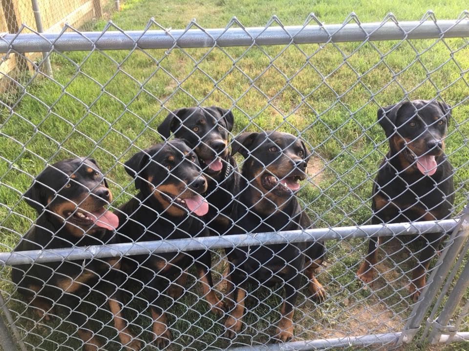 Perfect Pet Waste Removal Service - Photo 2