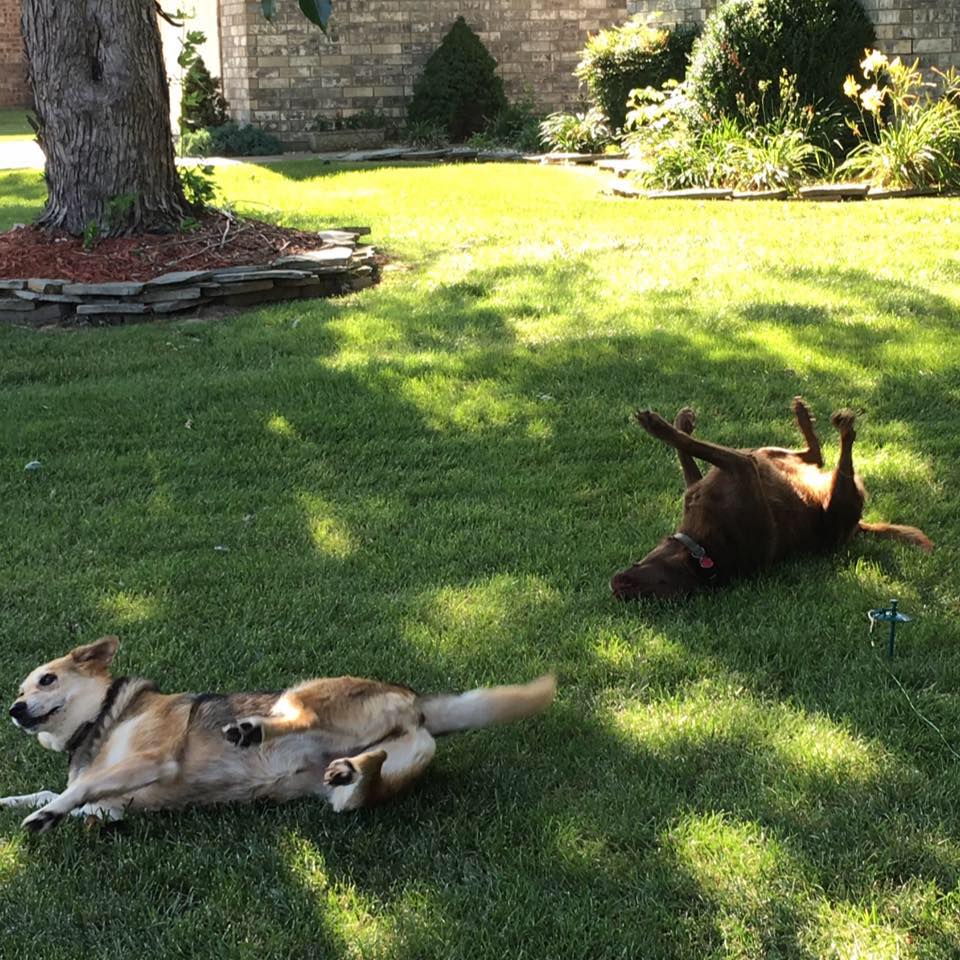 Perfect Pet Waste Removal Service - Photo 3