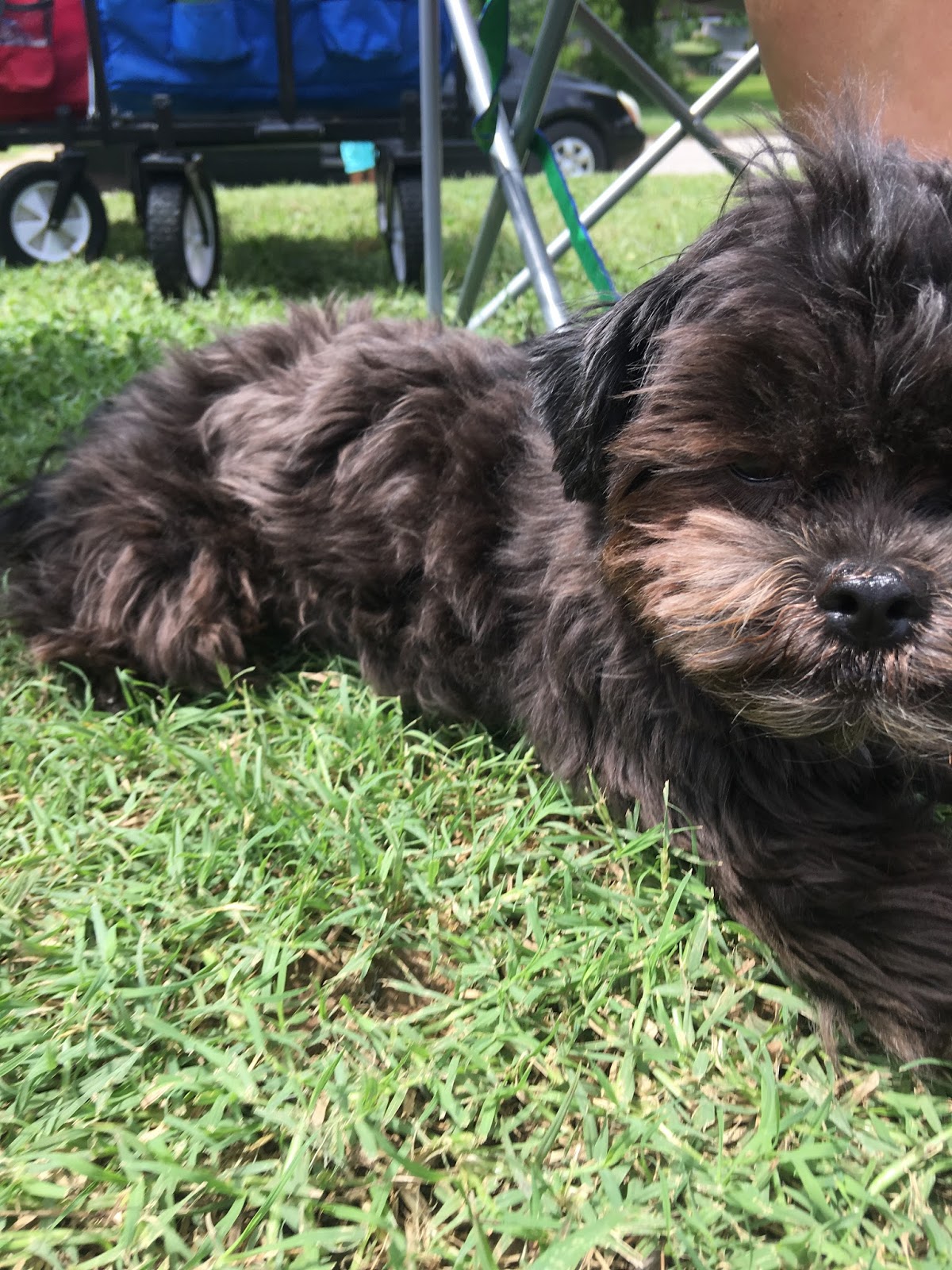 Perfect Pet Waste Removal Service - Photo 4