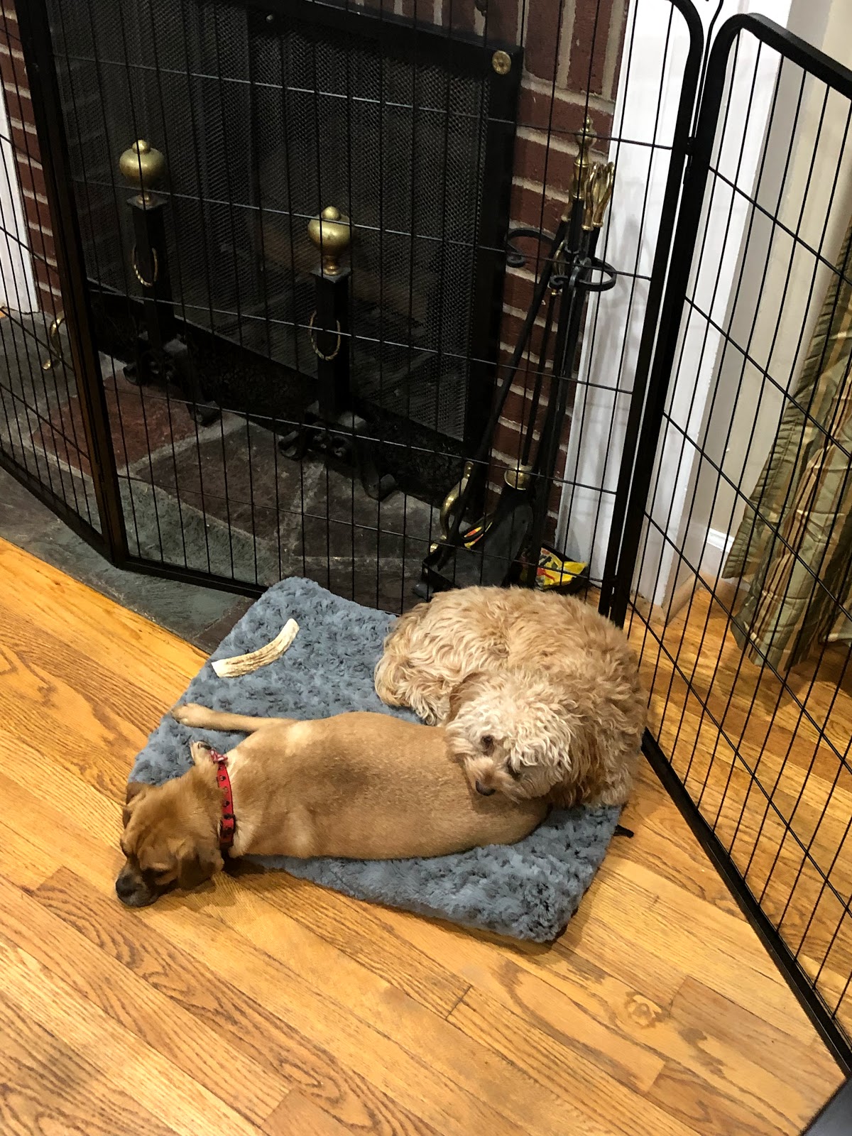 The Doggie Lodge - Photo 2