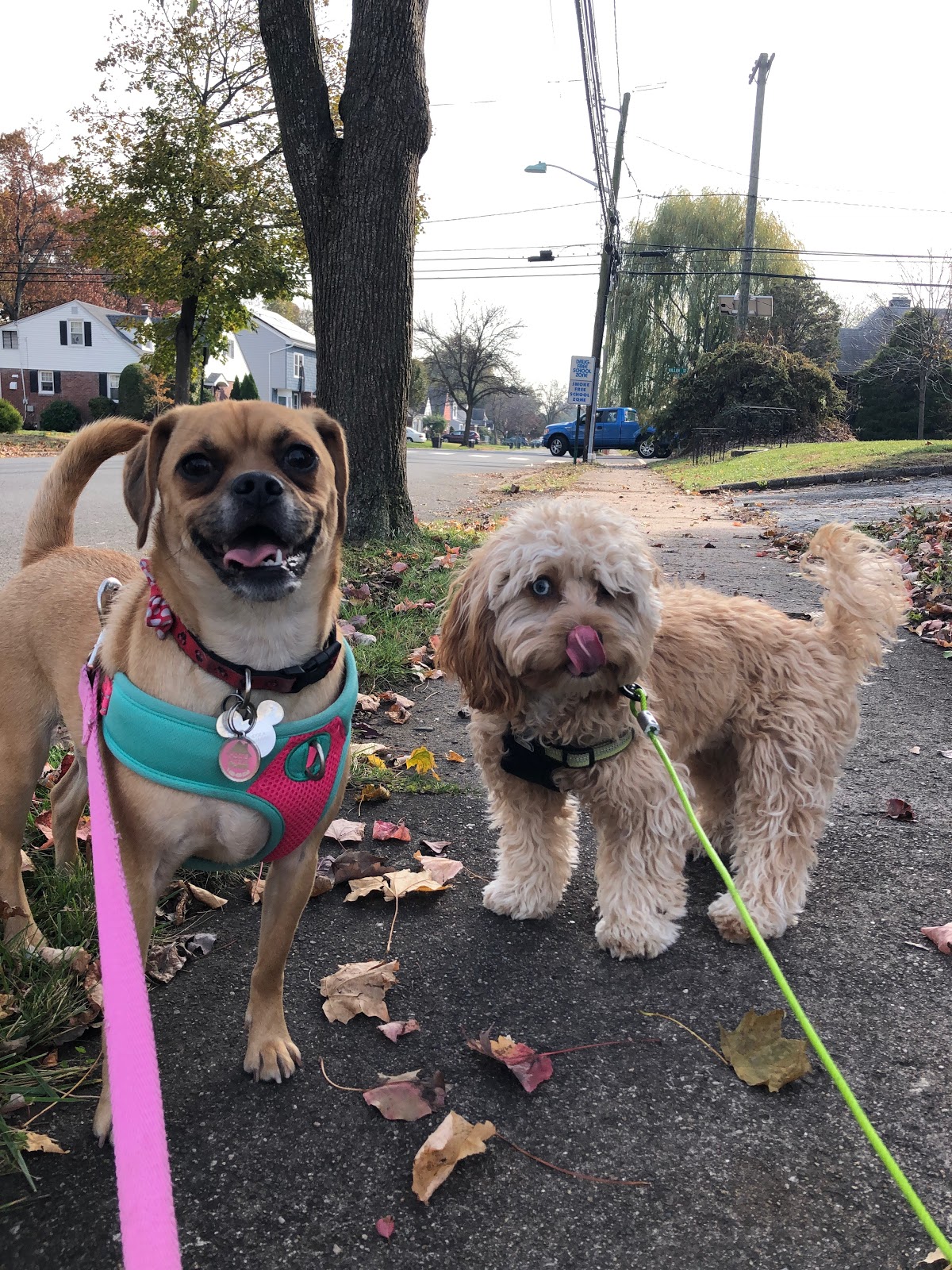 The Doggie Lodge - Photo 3