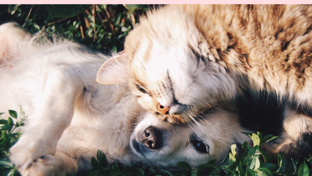 The Doggie Lodge - Photo 4