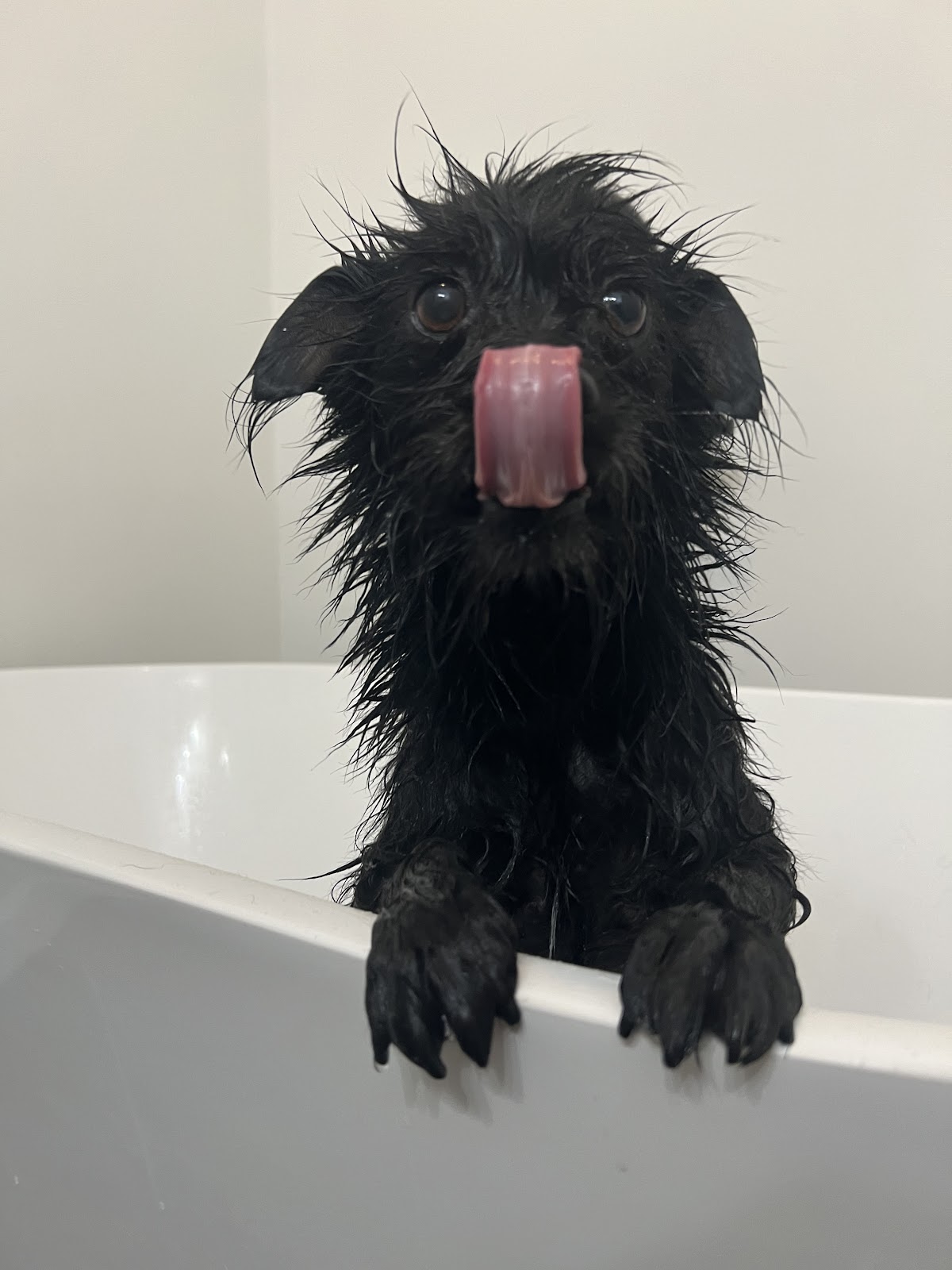 The Poo-lympic Scooper