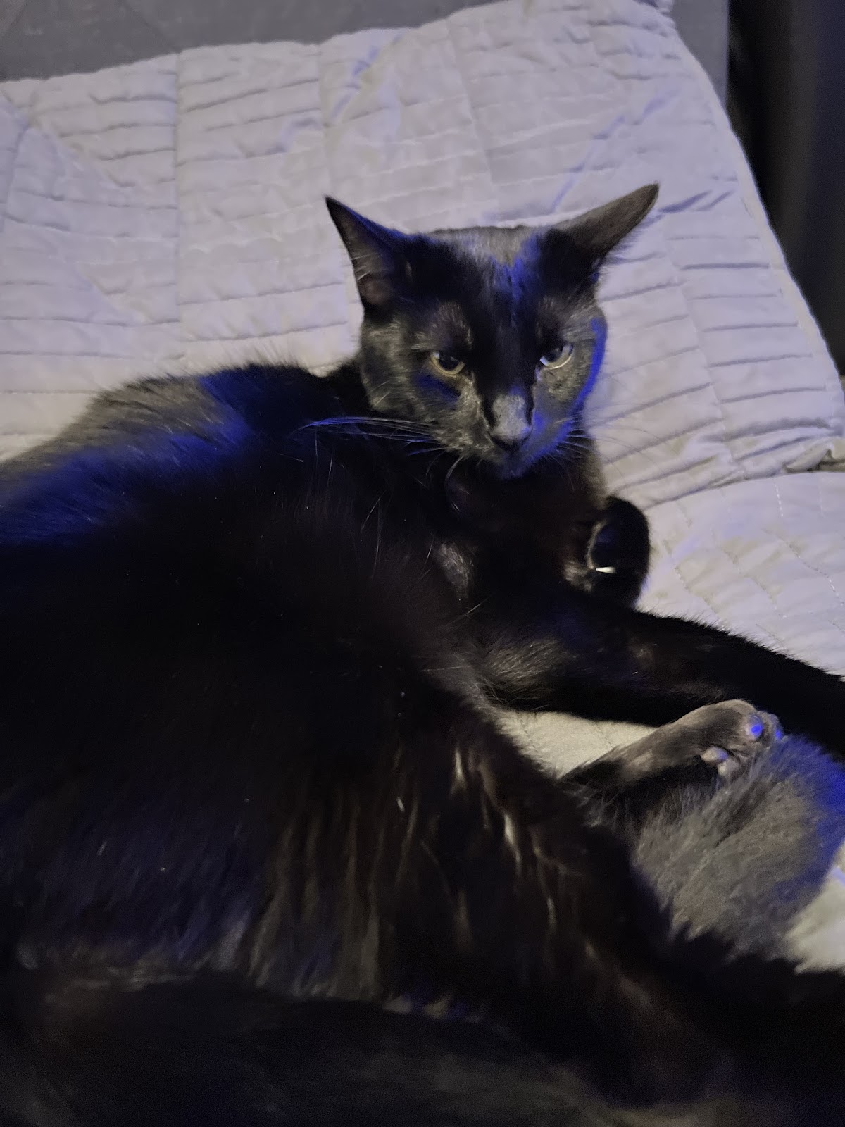 The Poo-lympic Scooper - Photo 4