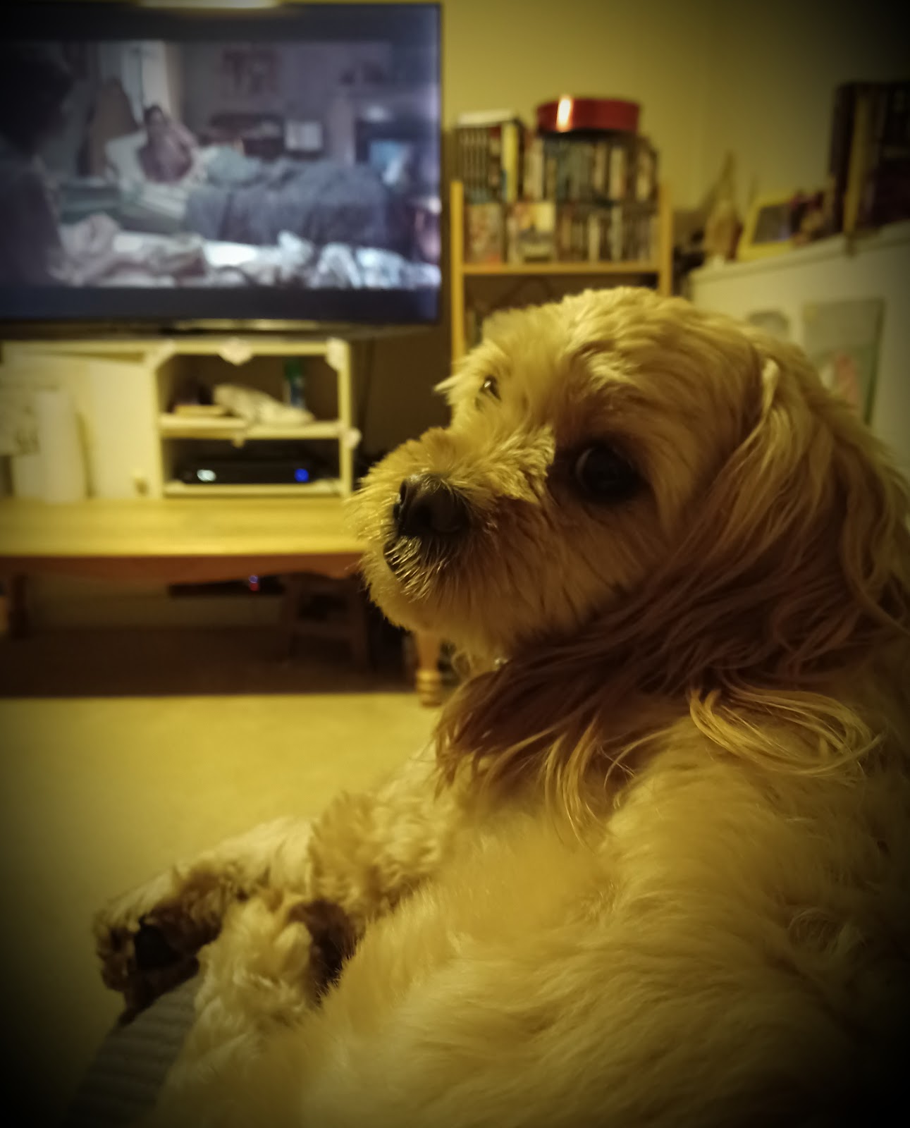 POOP 911 Chicago - Photo 4