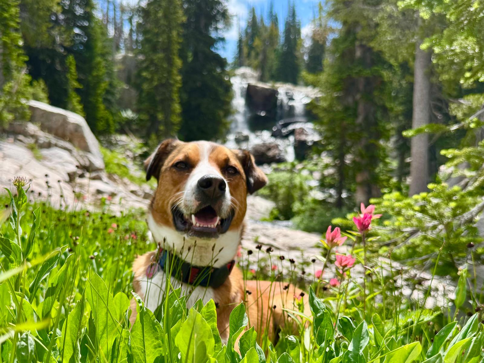 Scoop Doggz LLC - Photo 4