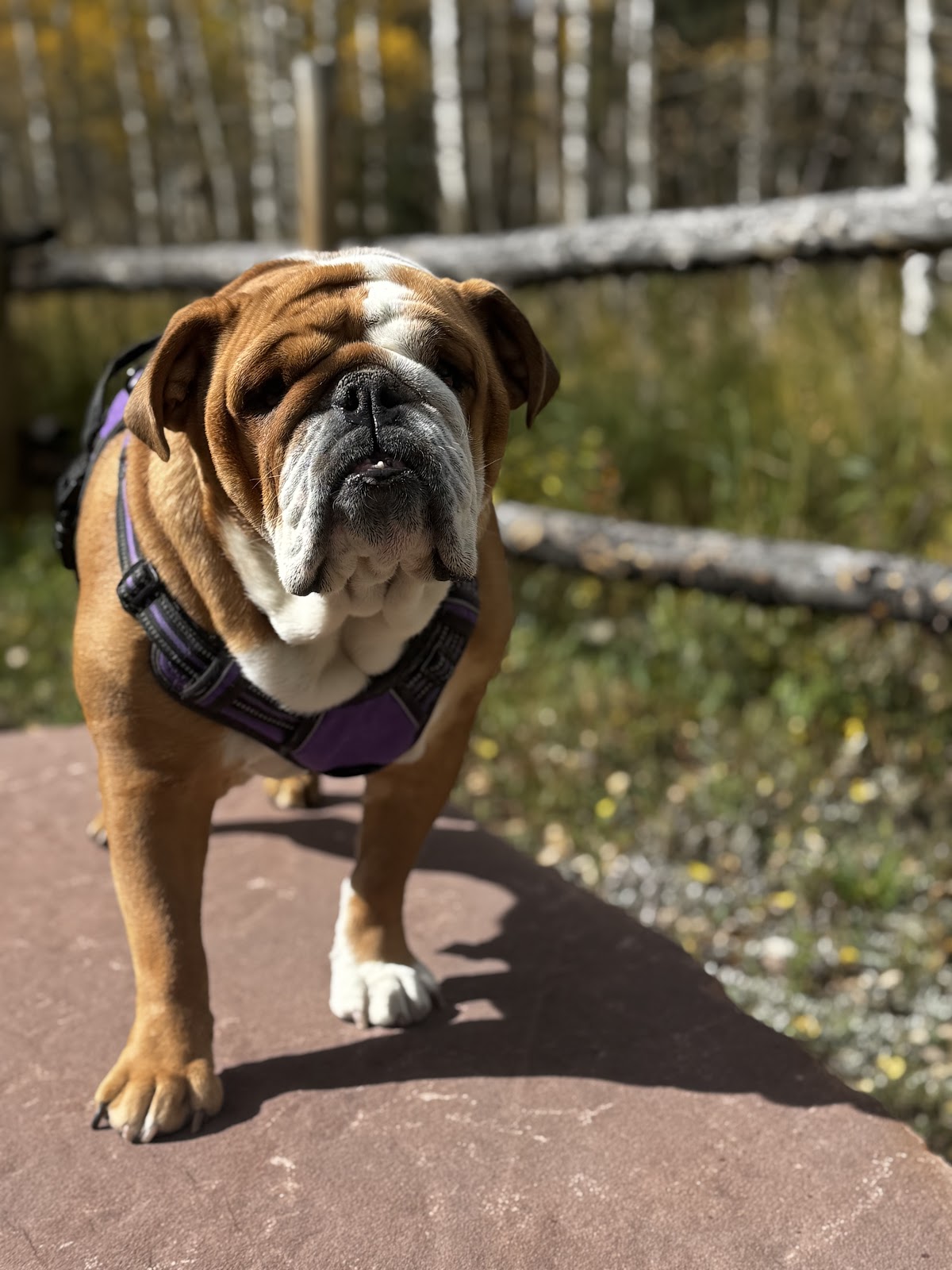 POOP 911 Greater Denver - Photo 3