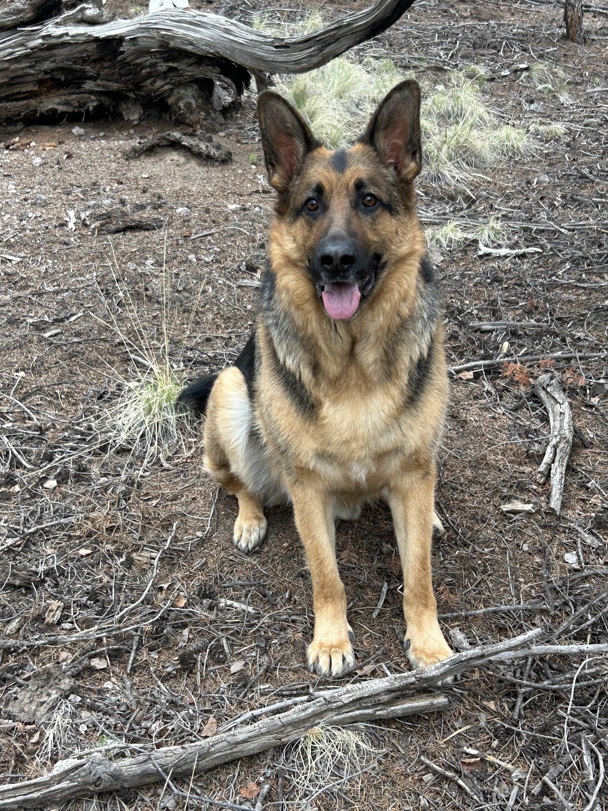 POOP 911 Greater Denver - Photo 4