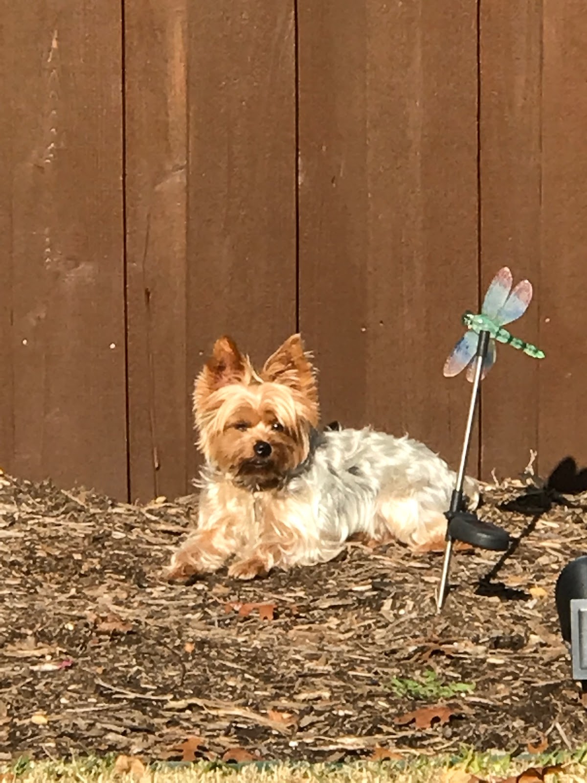 POOP 911 North Dallas - Photo 2