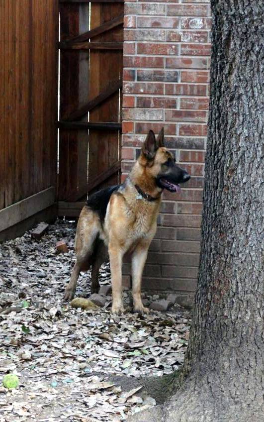 POOP 911 North Dallas - Photo 4