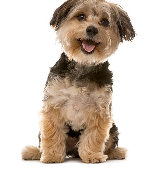 POOf! Dog Poop Pickup