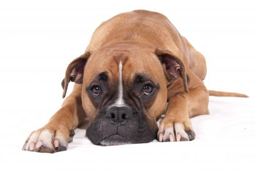 POOf! Dog Poop Pickup - Photo 2