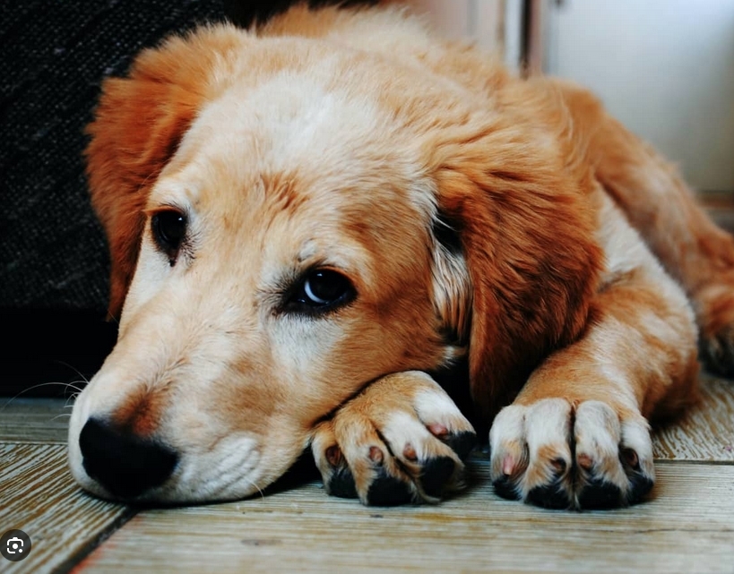 POOf! Dog Poop Pickup - Photo 3