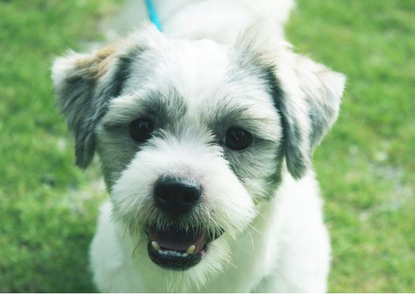 POOf! Dog Poop Pickup - Photo 4