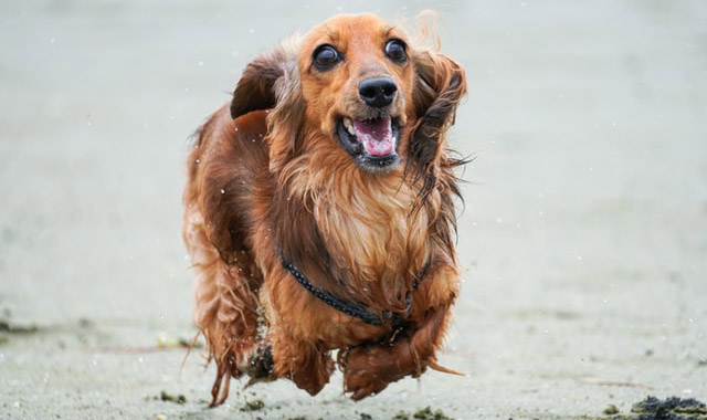 Shidder Gidders - Photo 4