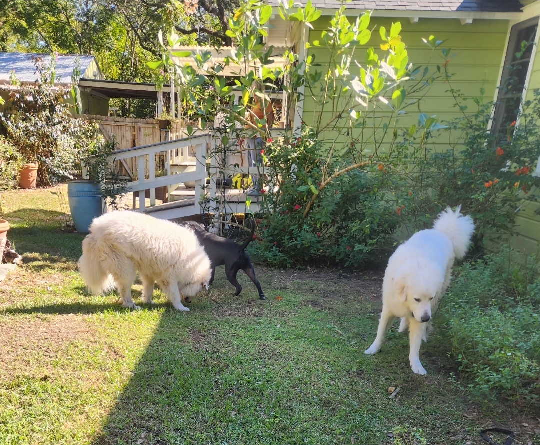 Coopers Pooper Scooper - Photo 2