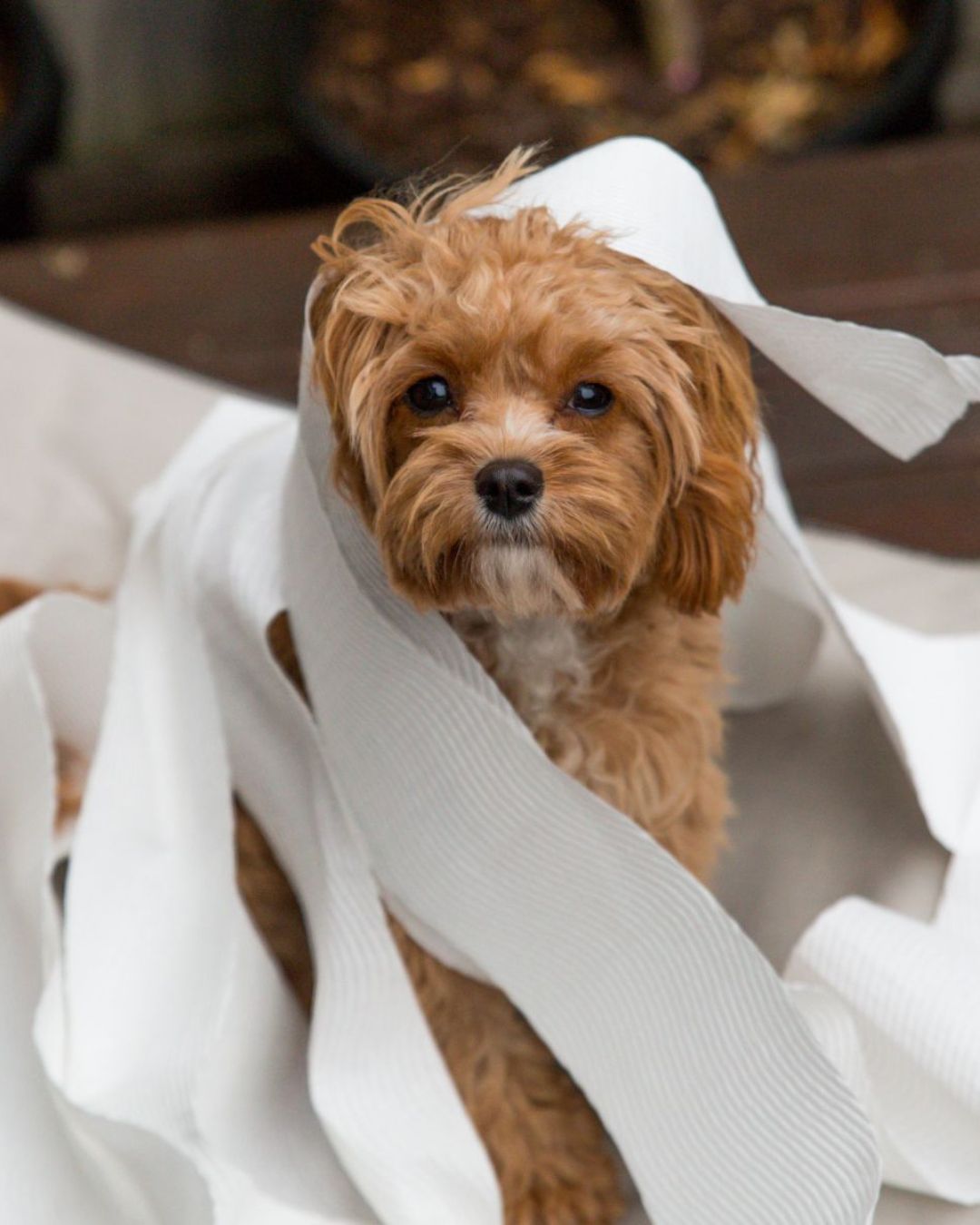 Super Scoop - Photo 2